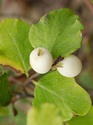 snowberry