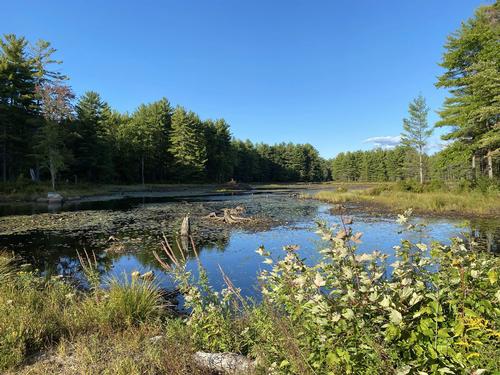 Wildlife Pond Loop Hike photo