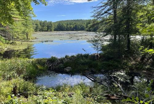 Grater Woods Loop Hike photo