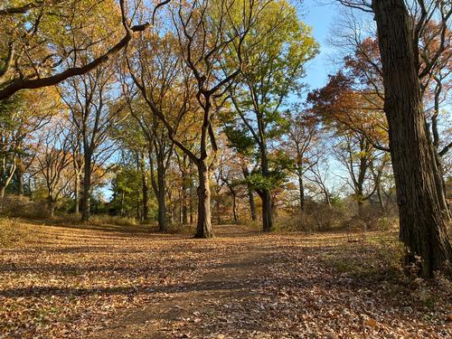 A Spooky Halloween Walk Thru Beautiful Arnold Arboretum   photo