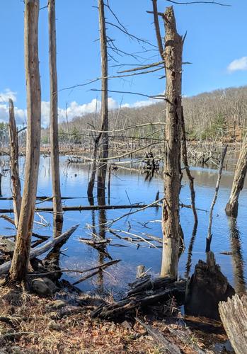 Photo from First Weekend of Spring Hike trip report